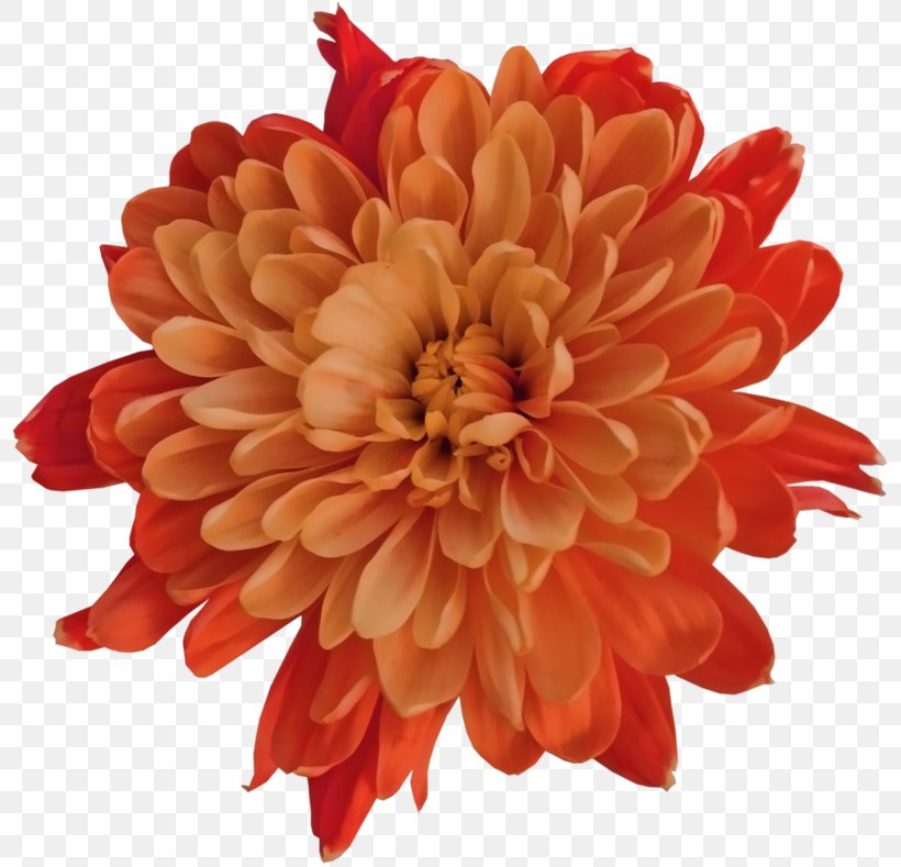 Dahlia Orange, PNG, 800x789px, Dahlia, Annual Plant, Chrysanthemum, Chrysanths, Color Download Free