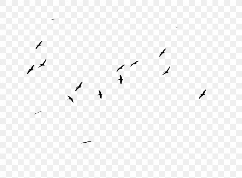 Flock Bird Migration Black And White, PNG, 1042x767px, Flock, Animal Migration, Beak, Bird, Bird Migration Download Free