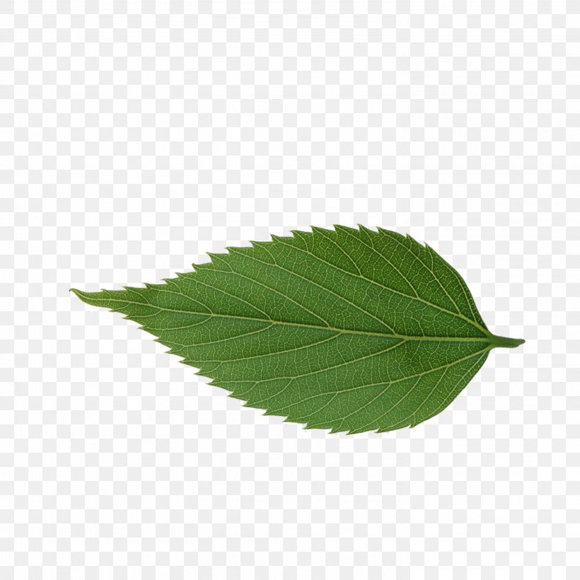 Leaf Avatar Icon, PNG, 2953x2953px, Leaf, Avatar, Black And White, Drawing, Google Images Download Free