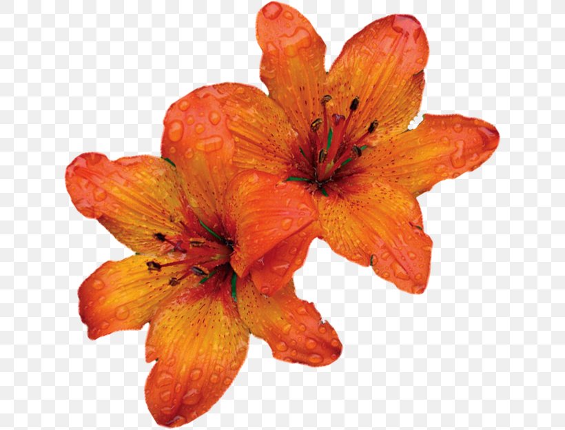Orange Lily Petal Flower France Télécom, PNG, 635x624px, Orange Lily, Flower, Flowering Plant, Lily, Orange Download Free