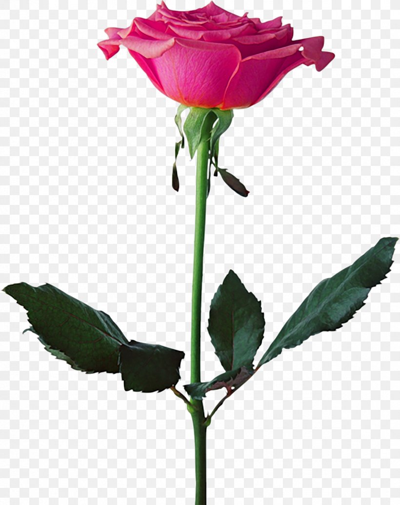 Black Rose Flower Seedling, PNG, 1188x1500px, Black Rose, Blue Rose, Bud, Color, Cut Flowers Download Free
