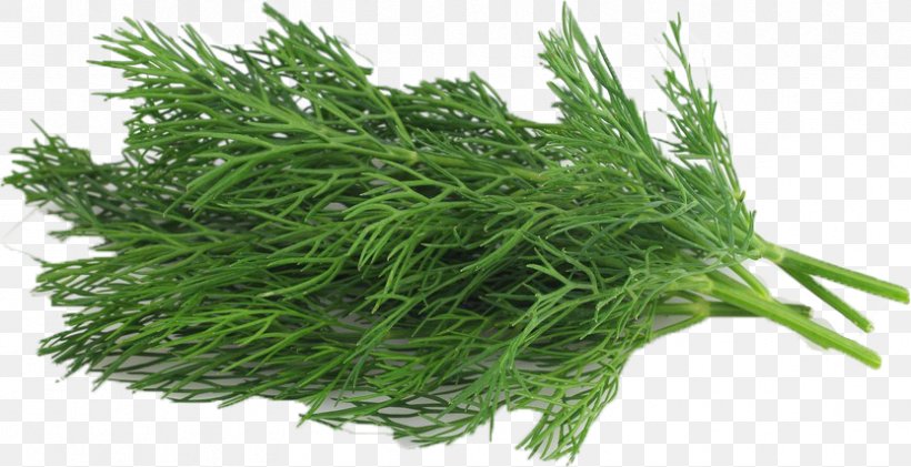 Dill Organic Food Nlaws Produce Inc Vegetable Herb, PNG, 832x428px, Dill, Aonori, Carrot, Dipping Sauce, Fennel Download Free