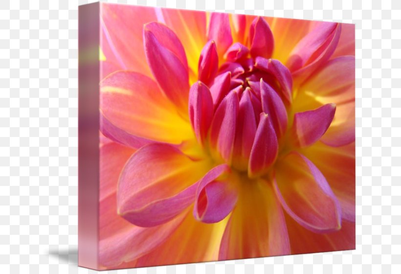 Flower Dahlia Floral Design Plant Petal, PNG, 650x560px, Flower, Art, Artificial Flower, Cut Flowers, Dahlia Download Free