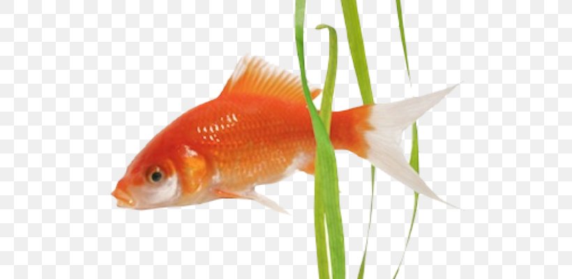Goldfish Feeder Fish Freshwater Aquarium Fin, PNG, 630x400px, Goldfish, Aquarium, Bony Fish, Feeder Fish, Fin Download Free