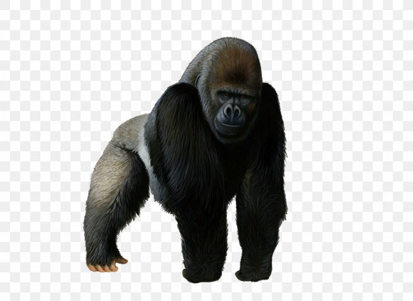 Western Gorilla Mountain Gorilla, PNG, 1024x746px, Western Gorilla, Chimpanzee, Common Chimpanzee, Fur, Gorilla Download Free