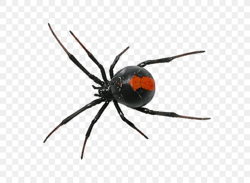 Cockroach Spider Pest Control Termite, PNG, 600x600px, Cockroach, Arachnid, Araneus, Arthropod, Biting Download Free