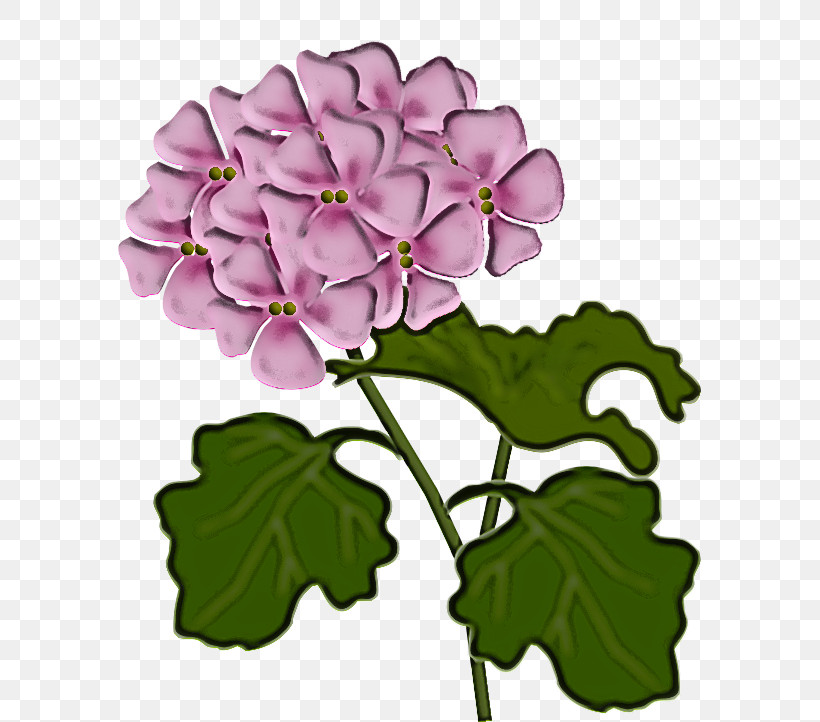 Flower Petal Plant Violet Purple, PNG, 583x722px, Flower, Leaf, Petal, Plant, Purple Download Free