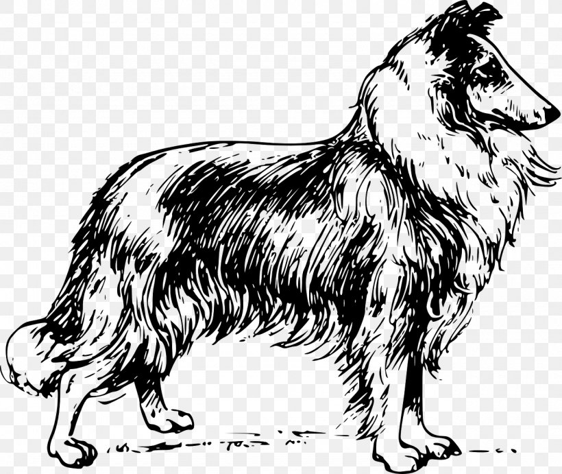 Rough Collie Border Collie Scotch Collie Bearded Collie Shetland Sheepdog, PNG, 1280x1080px, Rough Collie, Bearded Collie, Black And White, Border Collie, Carnivoran Download Free