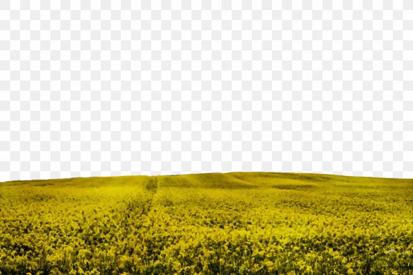 Rapeseed Field Canola Nature Yellow, PNG, 1880x1253px, Watercolor, Canola, Field, Mustard, Mustard Plant Download Free