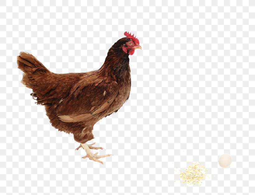 Rhode Island Red Broiler Poultry Farming Farm Animals: Chickens, PNG, 800x627px, Rhode Island Red, Beak, Bird, Broiler, Chicken Download Free