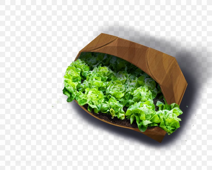 Romaine Lettuce Vegetarian Cuisine Broccoli Food, PNG, 1600x1280px, Romaine Lettuce, Broccoli, Cruciferous Vegetables, Dish, Dish Network Download Free