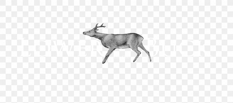 Springbok Impala Reindeer Dog Gazelle, PNG, 1920x850px, Springbok, Antelope, Antler, Chamois, Chevrolet Impala Download Free