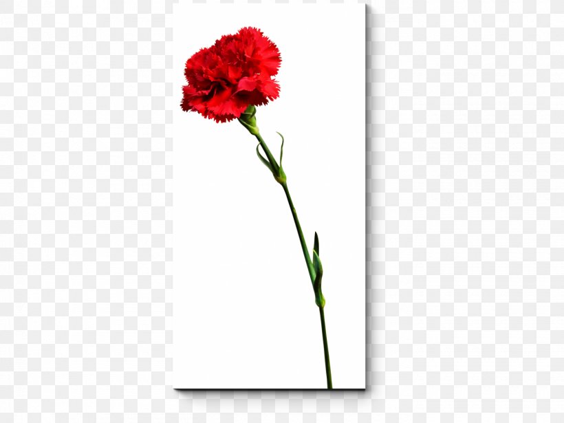 Carnation Floral Design Cut Flowers Rose Family Plant Stem, PNG, 1400x1050px, Carnation, Annual Plant, Cut Flowers, Dianthus, Family Download Free