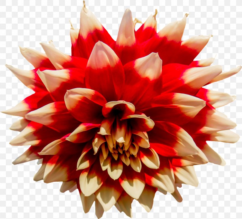 Cut Flowers Red Dahlia Japanese Anemone Daisy Family, PNG, 1280x1159px, Flower, Anemone, Bulb, Cut Flowers, Dahlia Download Free