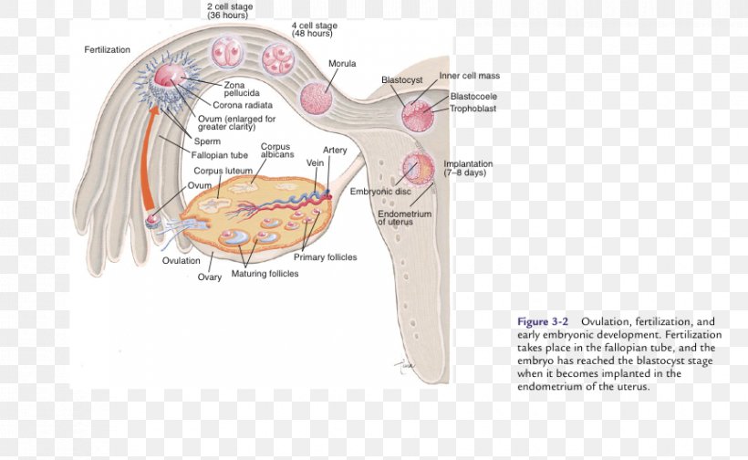 Ear Diagram Jaw, PNG, 865x532px, Watercolor, Cartoon, Flower, Frame, Heart Download Free