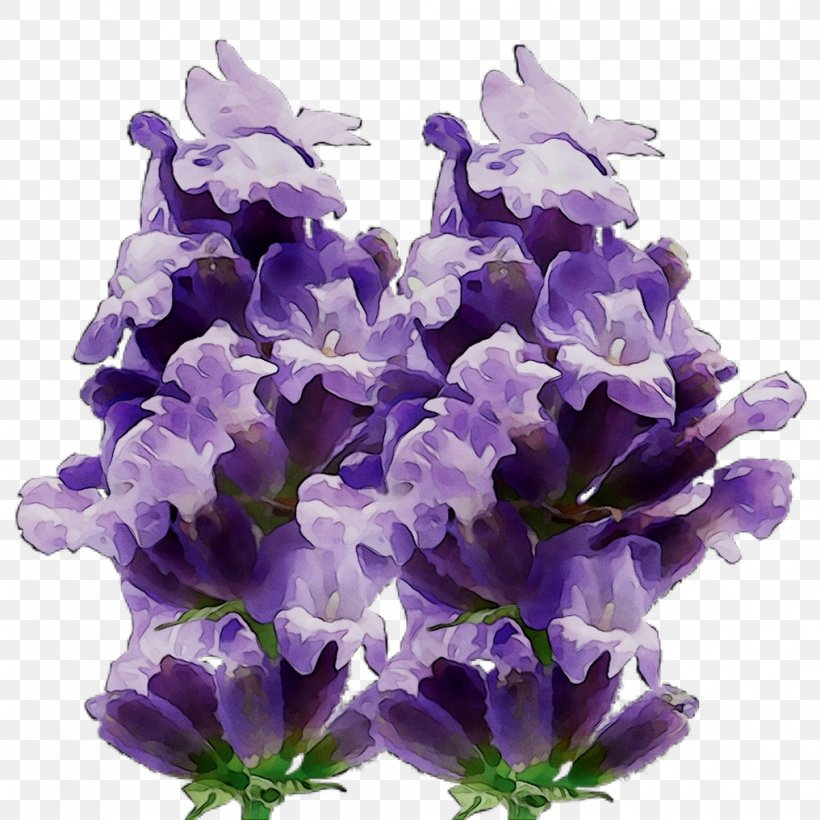 English Lavender Cut Flowers Hyacinth, PNG, 1016x1016px, English Lavender, Bellflower, Bellflower Family, Cut Flowers, Flower Download Free