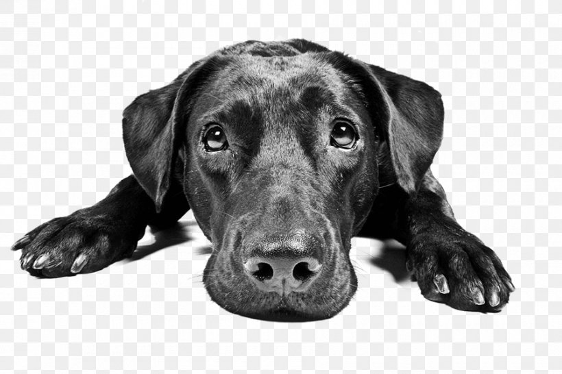 Labrador Retriever Puppy Beagle Veterinarian Dog Breed, PNG, 900x600px, Labrador Retriever, Animal, Assistance Dog, Beagle, Black And White Download Free