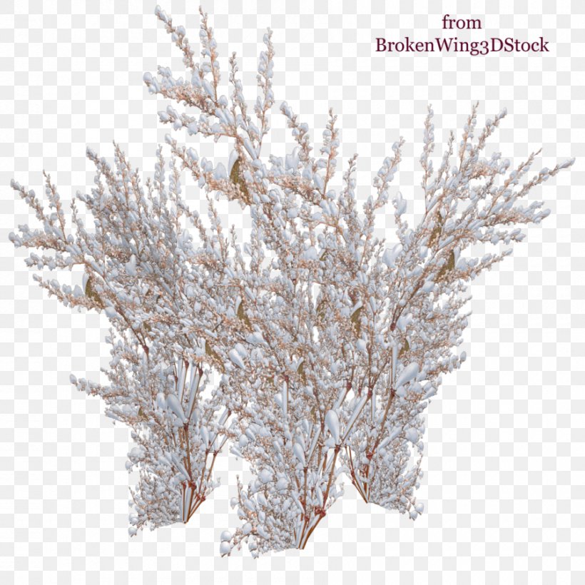 Panicled Hydrangea Shrub Snow Rose, PNG, 900x900px, Panicled Hydrangea, Branch, Breynia, Cloud, Conifer Download Free