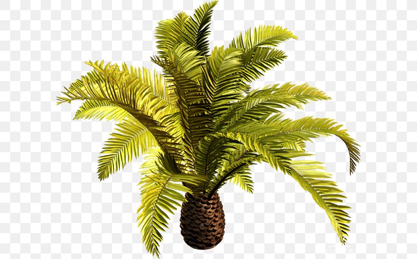 Babassu Coconut Date Palm Clip Art Tree, PNG, 600x511px, Babassu, Adonidia, Arecales, Attalea, Attalea Speciosa Download Free