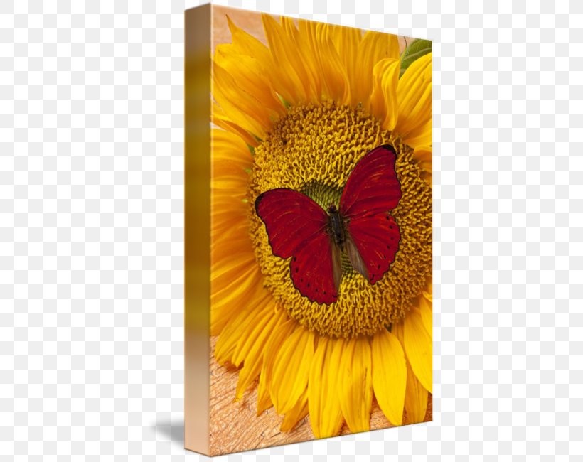 Butterfly Common Sunflower Insect Yellow, PNG, 408x650px, Butterfly, Color, Common Sunflower, Flower, Flowering Plant Download Free