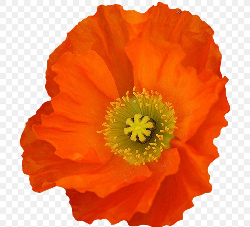 California Poppy Flower Clip Art, PNG, 693x744px, Poppy, Annual Plant, California Poppy, Eschscholzia, Eschscholzia Californica Download Free