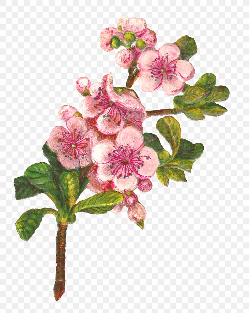 Flower Botany Apple Art Clip Art, PNG, 980x1235px, Flower, Apple, Art, Blossom, Botanical Illustration Download Free