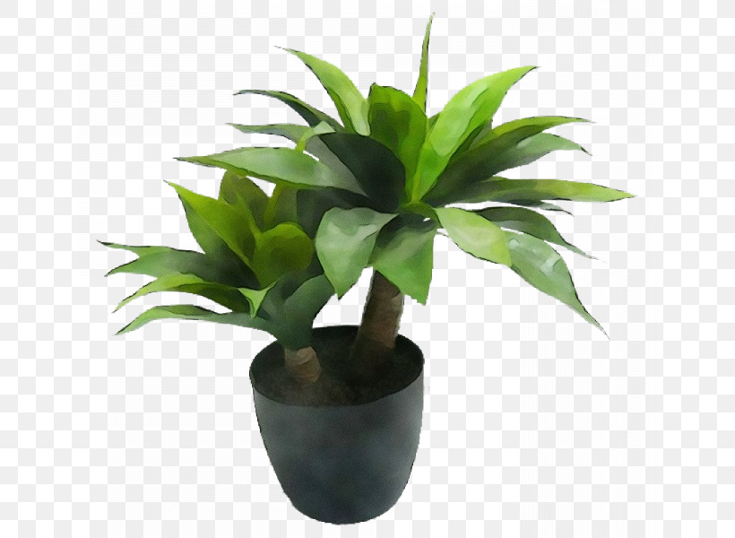 Leaf Houseplant Flowerpot Agave Inav Dbx Msci Ac World Sf, PNG, 800x600px, Watercolor, Agave, Biology, Evergreen, Flowerpot Download Free