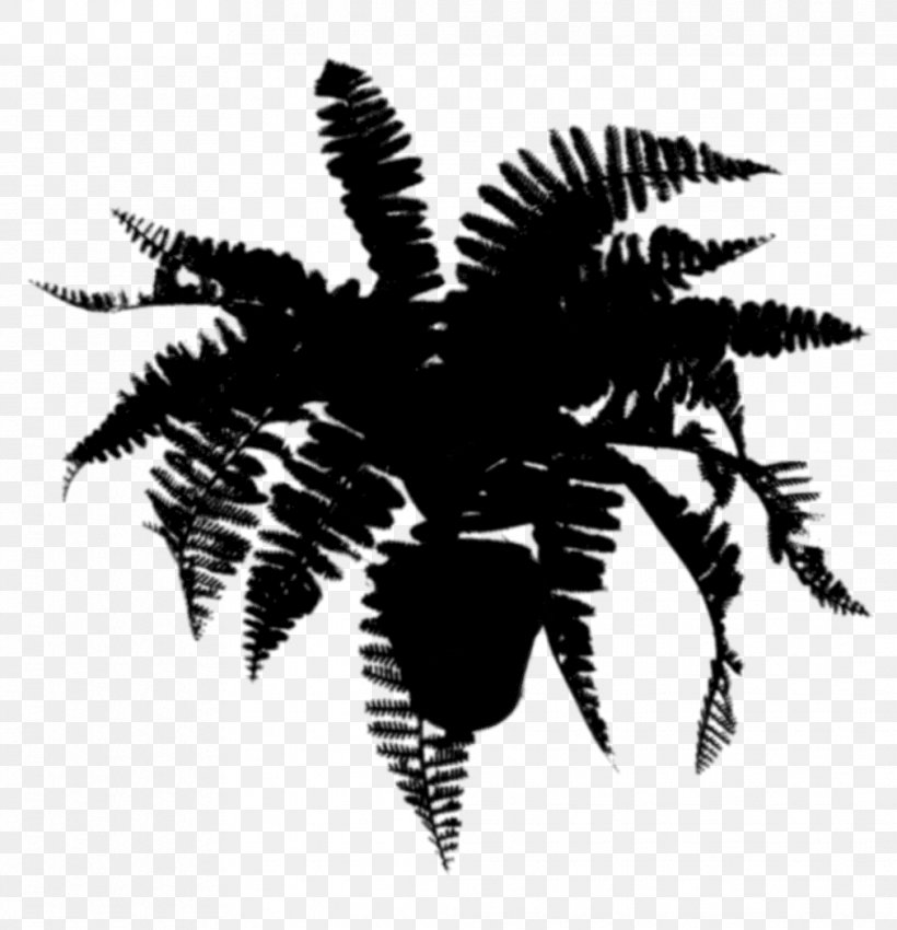 Palm Trees Silhouette Leaf, PNG, 1012x1050px, Palm Trees, Arecales, Blackandwhite, Fern, Ferns And Horsetails Download Free