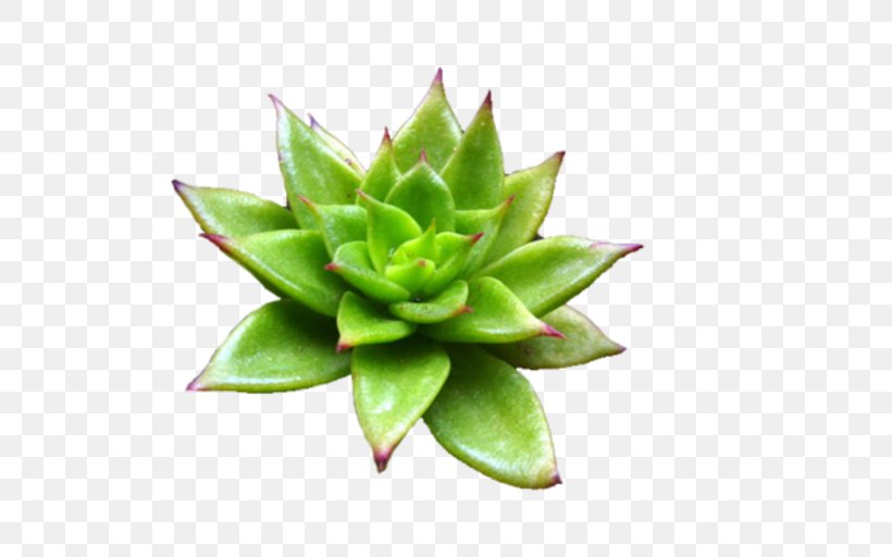 Plant Aloe Vera Plectranthus, PNG, 512x512px, Plant, Abelia, Aloe, Aloe Vera, Arecaceae Download Free