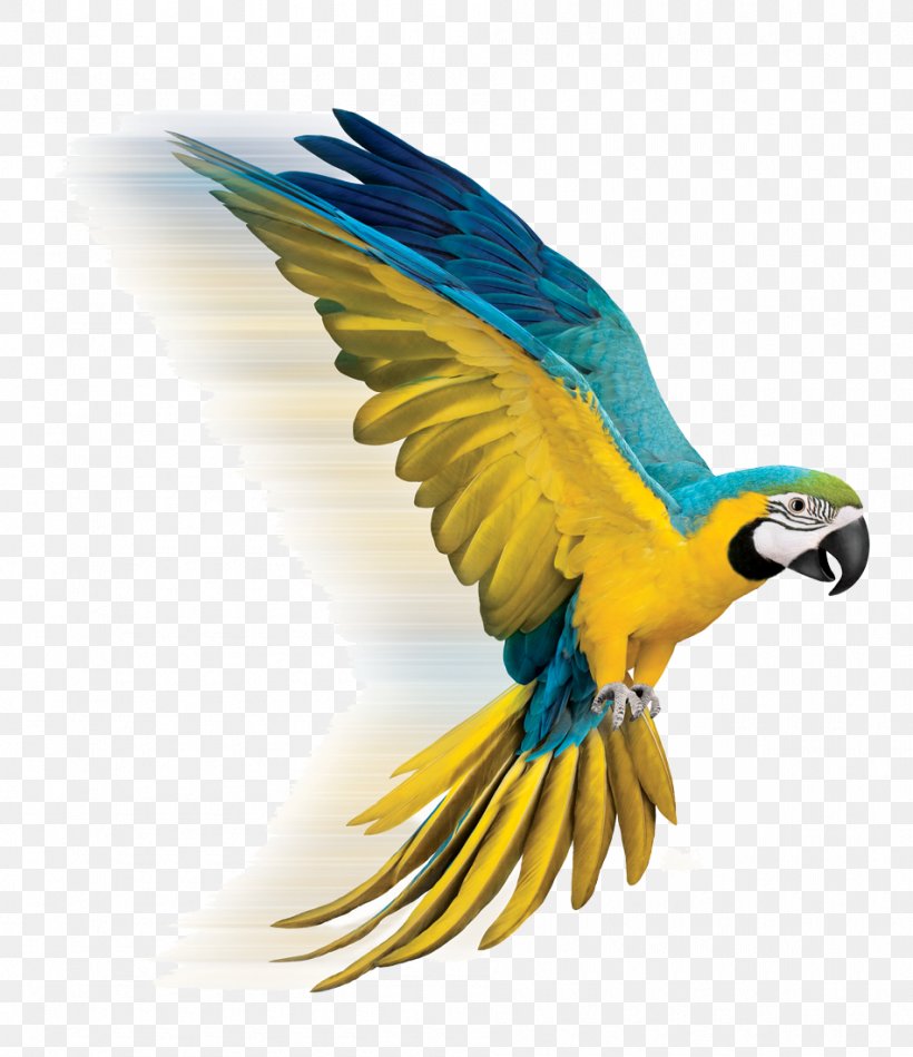 TELUS/Cambridge Electronics Incorporated Telus TV Parrot Bird Internet, PNG, 950x1100px, Telus Tv, Beak, Bird, Common Pet Parakeet, Fauna Download Free