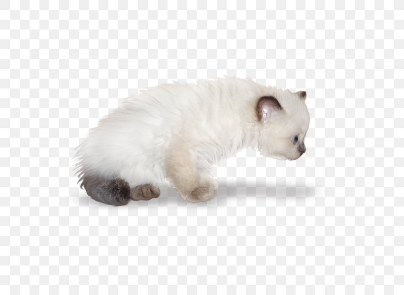 Whiskers Kitten Domestic Short-haired Cat Fur, PNG, 600x600px, Whiskers, Carnivoran, Cat, Cat Like Mammal, Domestic Short Haired Cat Download Free