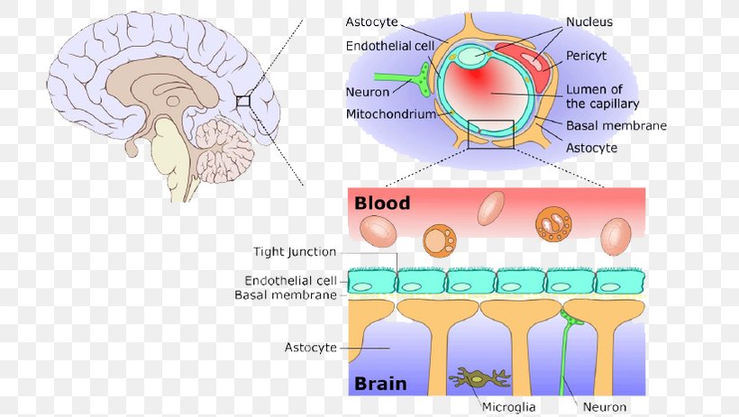 Blood–brain Barrier Meninges Central Nervous System, PNG, 753x463px, Watercolor, Cartoon, Flower, Frame, Heart Download Free