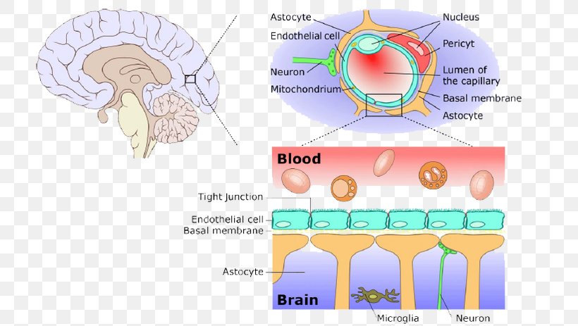 cartoon bloody brains