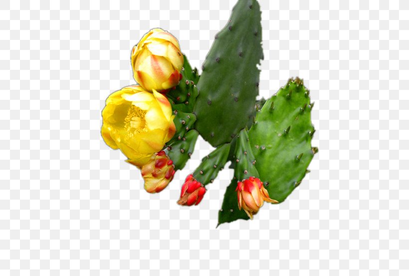 Cactaceae Succulent Plant Google Images Flower, PNG, 658x553px, Cactaceae, Bile, Digestion, Enzyme, Flower Download Free