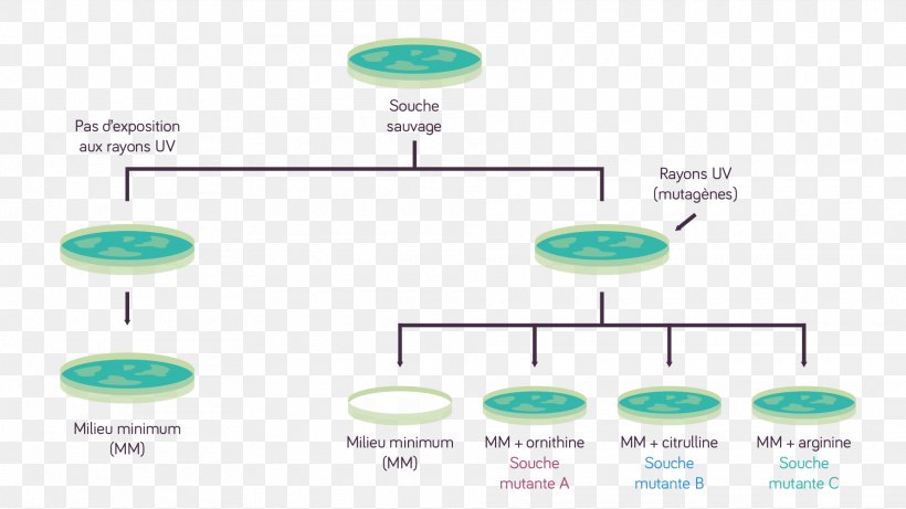 Diagram Line, PNG, 1920x1080px, Diagram, Area, Text Download Free