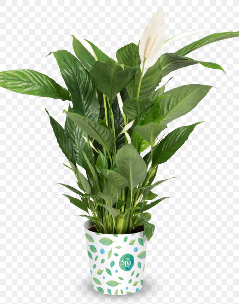 Flowerpot Peace Lily Houseplant Strelitzia Reginae, PNG, 941x1200px, Flowerpot, Arecaceae, Arecales, Bonsai, Evergreen Download Free