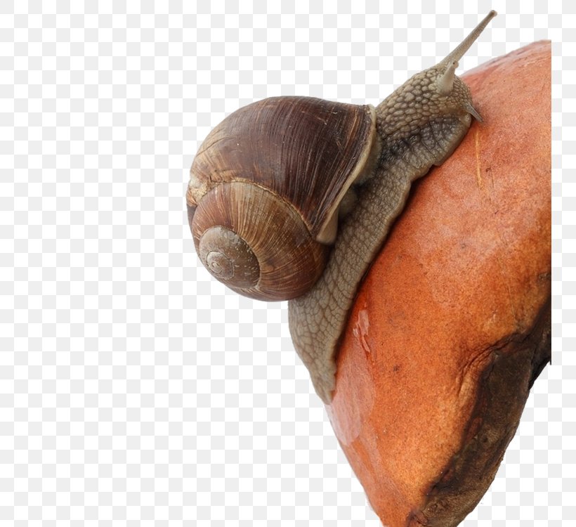 Snail Download Raster Graphics Clip Art, PNG, 750x750px, Snail, Display Resolution, Environmental Protection, Molluscs, Orthogastropoda Download Free