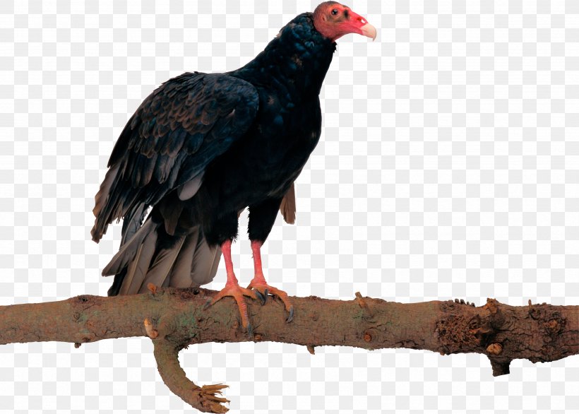 Bird Egyptian Vulture Eagle Hawk, PNG, 3381x2420px, Bird, Animal, Beak, Bird Of Prey, Condor Download Free