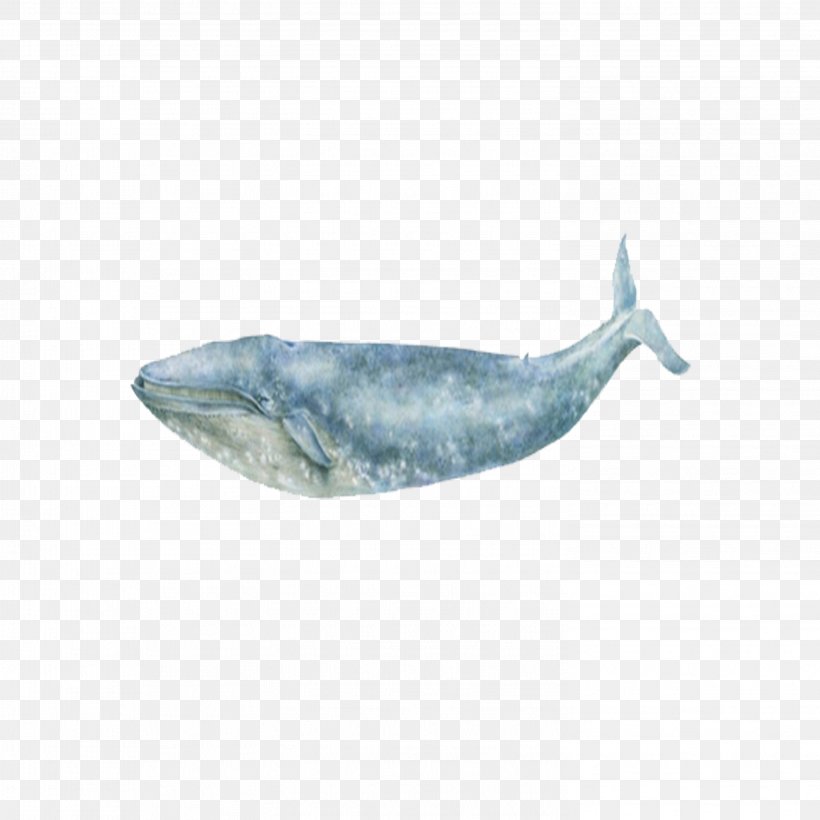 Blue Whale Sea Ocean, PNG, 2953x2953px, Whale, Aqua, Blue, Blue Whale, Cetacea Download Free