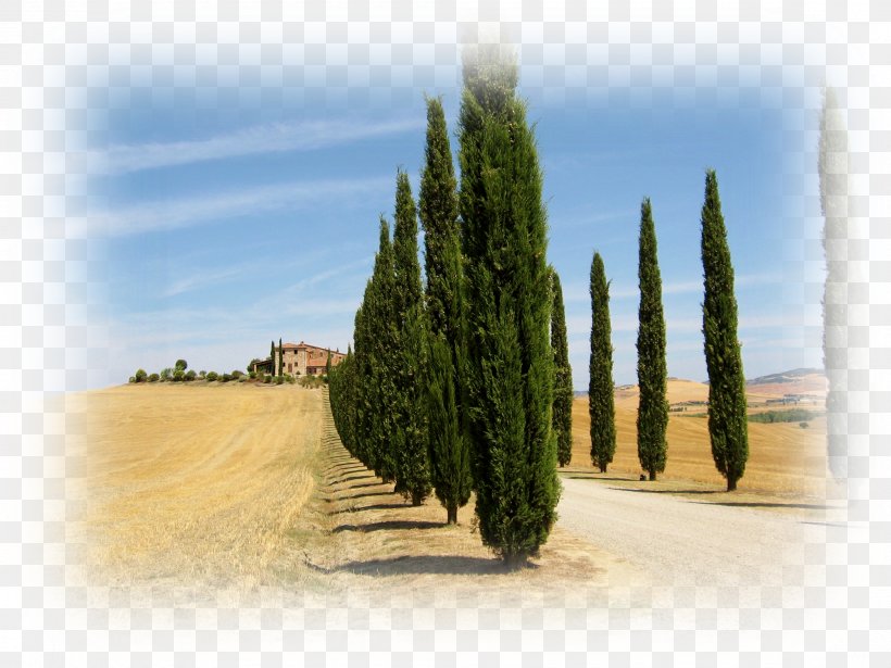 Mediterranean Cypress Tuscany Evergreen Tree Conifers, PNG, 2002x1502px, Mediterranean Cypress, Biome, Conifer, Conifers, Crown Download Free