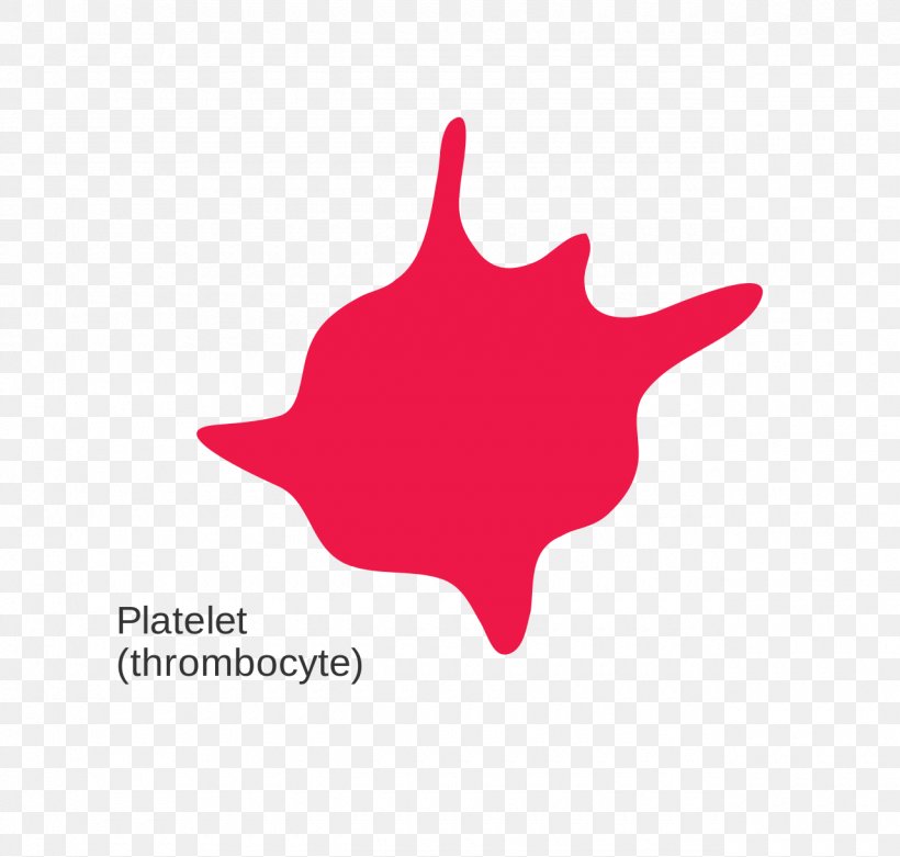 Red Blood Cell Platelet White Blood Cell, PNG, 1280x1220px, Blood Cell, Biology, Blood, Brand, Cell Download Free