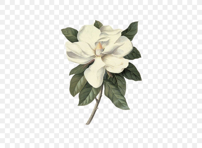 Victoria And Albert Museum Southern Magnolia Botanical Illustration Botany Painting, PNG, 435x600px, Victoria And Albert Museum, Allposterscom, Artcom, Botanical Illustration, Botany Download Free