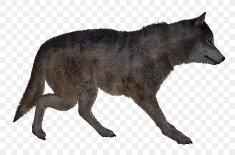 Alaskan Tundra Wolf Coyote Dog Red Wolf, PNG, 800x541px, Alaskan Tundra Wolf, Animal, Canis, Canis Lupus Tundrarum, Carnivoran Download Free