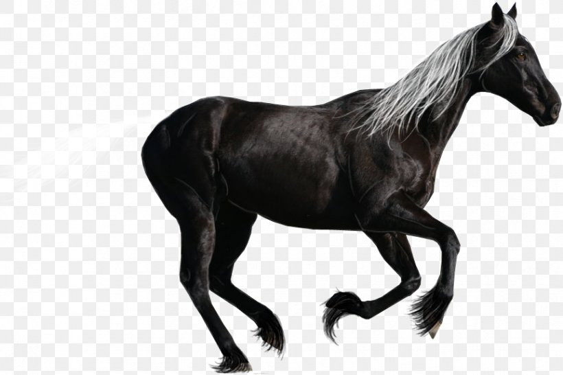 Canadian Horse Standardbred Arabian Horse Breyer Animal Creations Stallion, PNG, 862x575px, Canadian Horse, Arabian Horse, Bit, Breed, Breyer Animal Creations Download Free