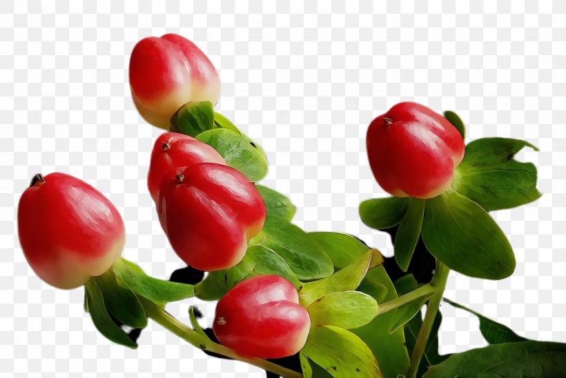 Flowering Plant Flower Plant Fruit Lingonberry, PNG, 2448x1636px, Watercolor, Arctostaphylos Uvaursi, Berry, Bud, Flower Download Free