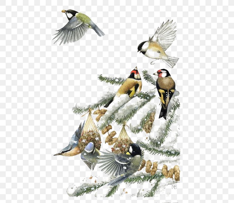 Winter Birds, PNG, 516x711px, Bird, Art, Beak, Black Capped Chickadee, Eurasian Blue Tit Download Free