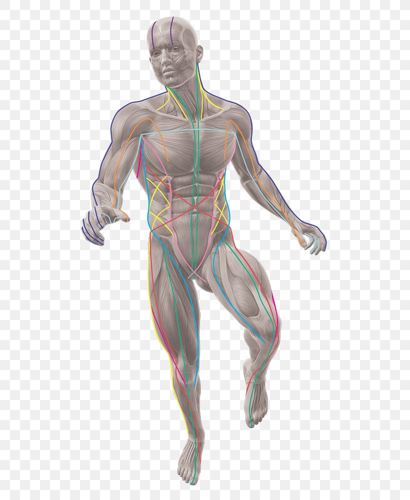 Anatomy Trains: Myofascial Meridians For Manual And Movement Therapists Human Body, PNG, 526x1000px, Watercolor, Cartoon, Flower, Frame, Heart Download Free