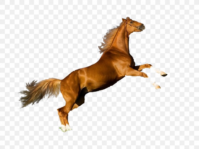 Arabian Horse Mustang Andalusian Horse Akhal-Teke Stallion, PNG, 1024x768px, Arabian Horse, Akhalteke, Andalusian Horse, Animal, Black Download Free