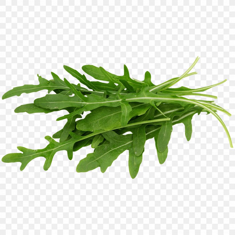 Arugula Lettuce Leaf Vegetable Salad Endive, PNG, 1600x1600px, Arugula, Endive, Eruca, Flavor, Herb Download Free
