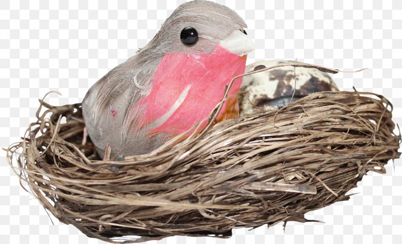 Edible Bird's Nest Bird Nest Portable Network Graphics Clip Art, PNG, 1280x780px, Bird, Beak, Bird Houses, Bird Nest, Edible Birds Nest Download Free
